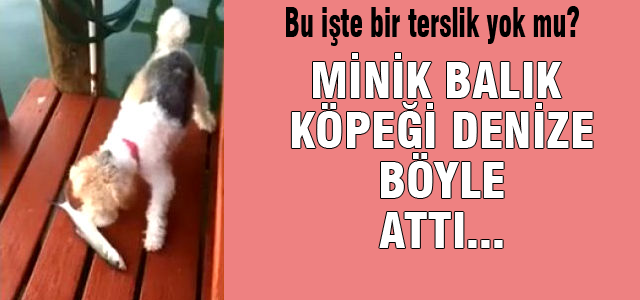 Köpeğin balıkla ilk tanışması!
