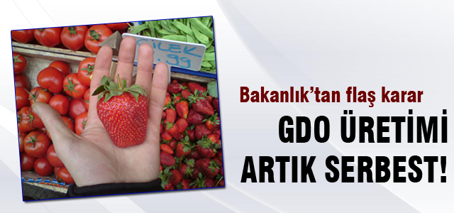 GDO üretimi artık serbest