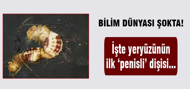 Yeryüzünün ilk penisli dişisi