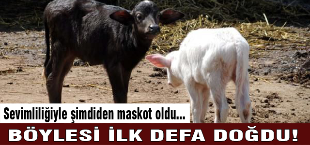 Böylesi ilk defa doğdu!