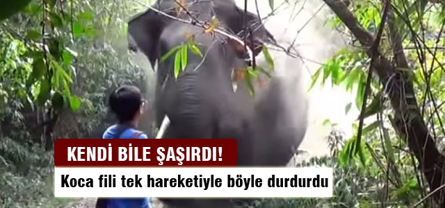 Fili tek hareketle durdurdu