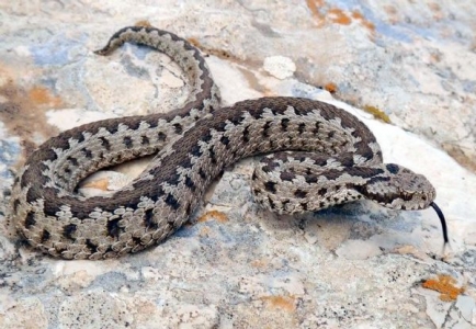40 yıl sonra yeniden görüldü