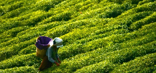 Çayda büyük vurgun!