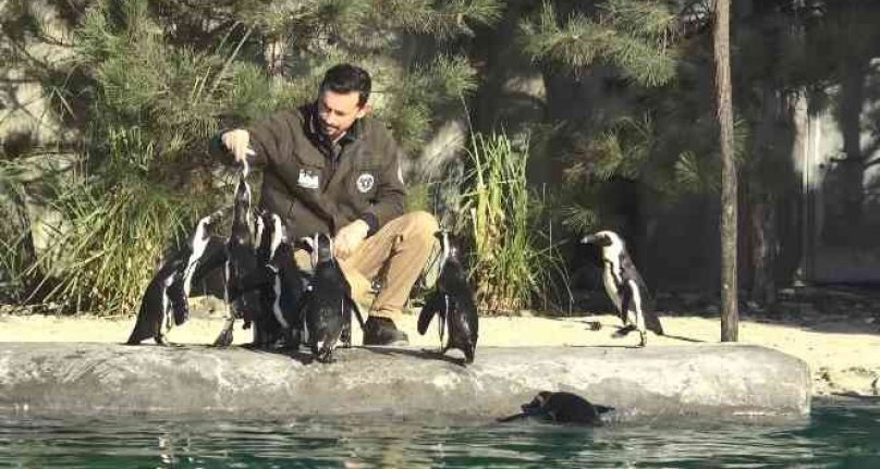 Bursa Hayvanat Bahçesi'nde Dünya Penguen Günü'nde sardalya sürprizi