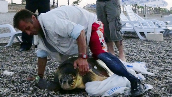 Caretta Caretta'yı çuvalla götürürken yakalandı