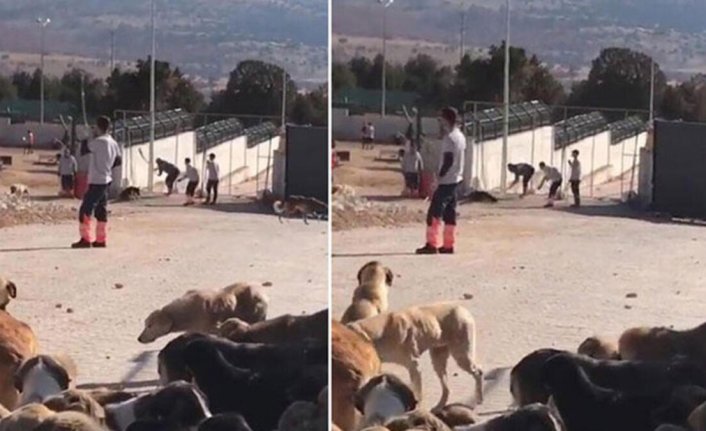 Köpeğin kürekle öldürülmesi davasında karar çıktı