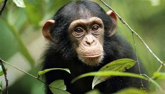 Şempanzenin 'aşk dili' çözüldü
