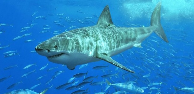 ABD'de köpek balığı dehşeti