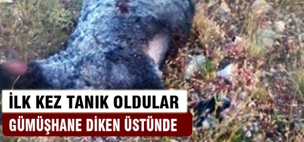 Gümüşhane'de köylüler diken üstünde