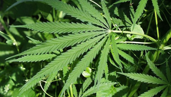 Yasal esrar satışı bir sonraki yıla