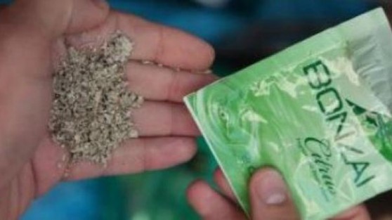 Çocuğunuza gelen kargoya dikkat! "Bonzai çıkabilir"