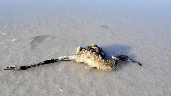 Tuz Gölü'nde flamingo ölümleri artıyor