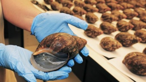 67 salyangoza el konuldu!