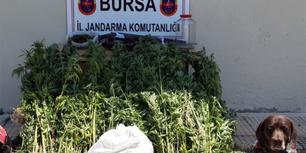 Gemlik'te narkotik operasyonu!