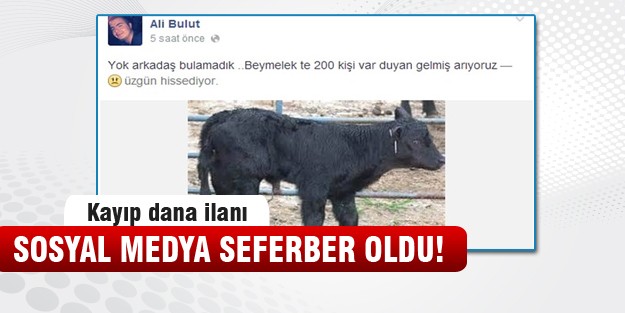 Sosyal medya 'dana' için seferber oldu
