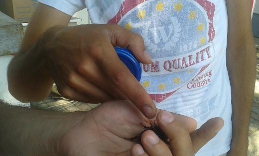 İnternetten Gergedan Böceği Satmaya Kalktı