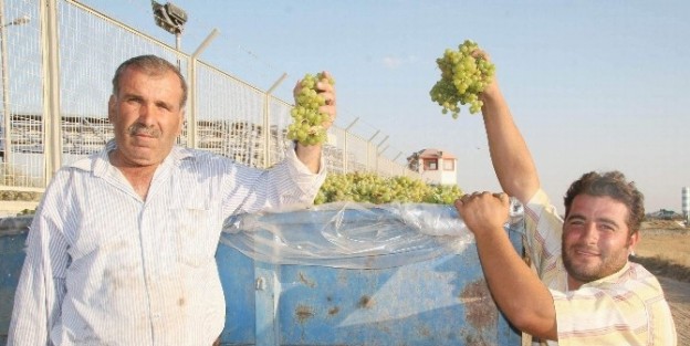 Taze Meyve İle Sebzelerde Hasat Öncesi Kalıntı Denetimi Yapılacak