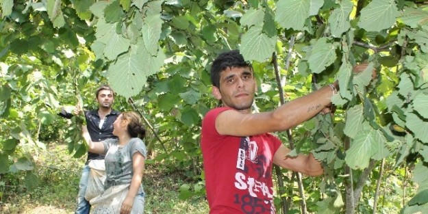 Fındık İşçilerine Ödenecek Asgari Ücretler Belirlendi