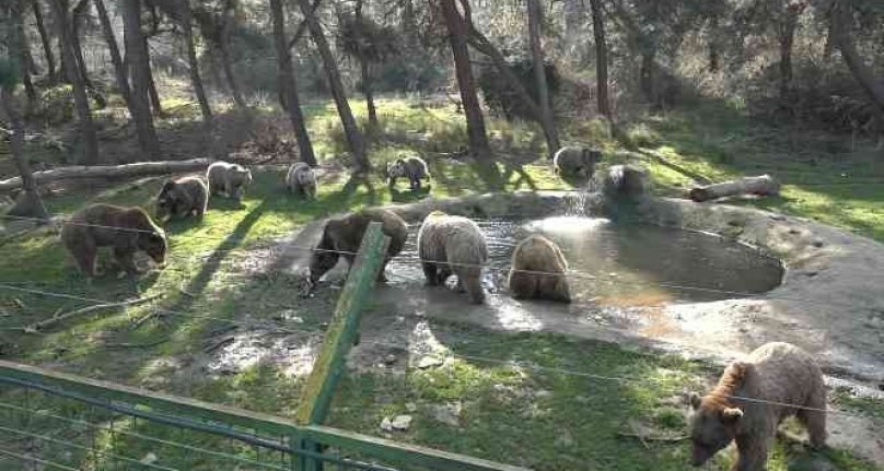 Türkiye'nin tek ayı barınağında ayıların kış uykusu yine gelmedi