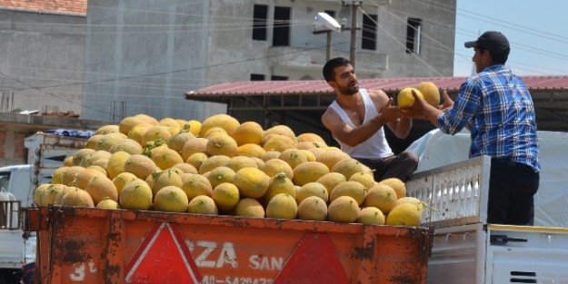 Bafra’da Karpuz Ve Kavun Yüz Güldürüyor