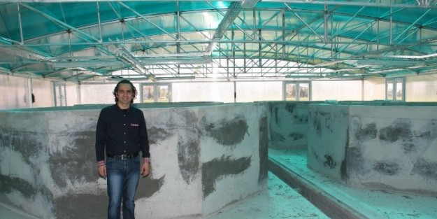 Çü, Nesli Tükenmekte Olan “lahoz" Balığı Yetiştirecek