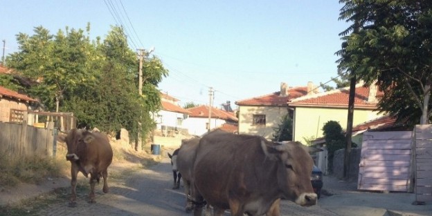 Mahallede Besiciliğe Tepki