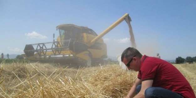 Arpa Ve Buğday Hasadı Tamamlandı