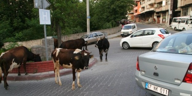 Devrek’te Sokaklara Bırakılan Başıboş Büyükbaş Hayvanlar Tehlikeye Davetiye Çikartiyor