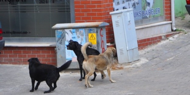 Vatandaş Başıboş Köpeklerden Şikayetçi