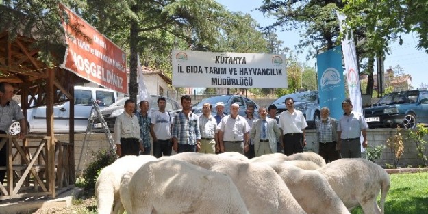 Üreticiye Devletten Damızlık Koç