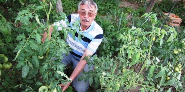 Belediye Encümeni Organik Domates Yetiştiriyor