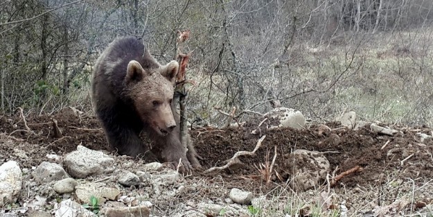 Hayvan otlatan kişiyi ayı parçaladı!