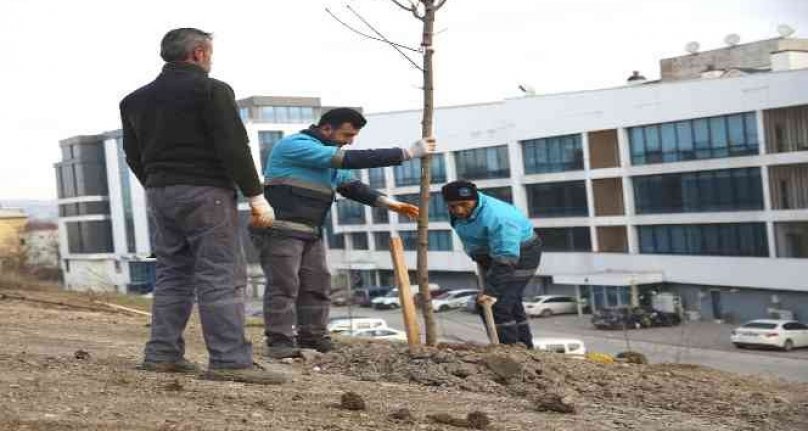 Nilüfer'de ağaçlandırma çalışmaları başladı