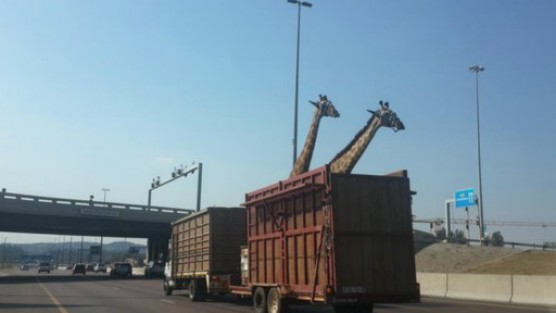 Kamyonda taşınan zürafa öldü