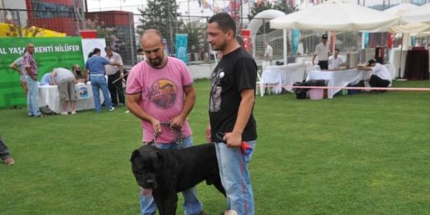 Köpek Irklari Nilüfer’de Tescillenecek