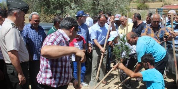 Beyşehir’de Mezarlıklar Ağaçlandırılıyor