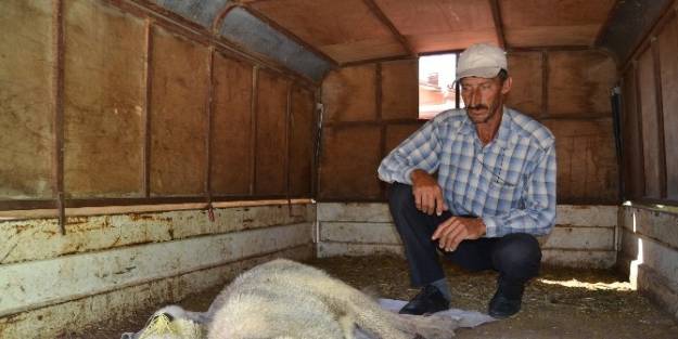 Yenişehir’de Köpek Katliamı