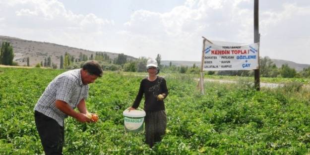 Bu Tarlada Herkes Kendi Sebzesini Kendi Topluyor