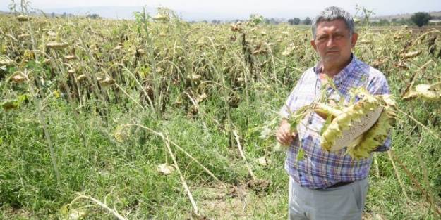 Yenişehir’de Dolu Ekili Arazilere Zarar Verdi