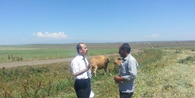 Damızlık Boğa, Koç Ve Teke Desteğinde Yüzde 80 Hibe Başvuruları Başladı