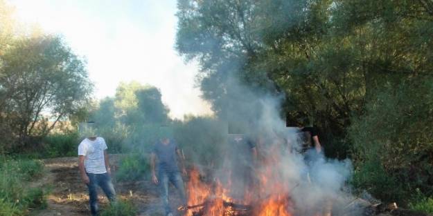 Dicle Nehri Kenarında Hint Keneviri Ele Geçirildi