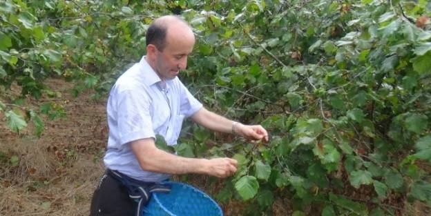 Cumhurbaşkanı Adaylarına Fındık Yolladı