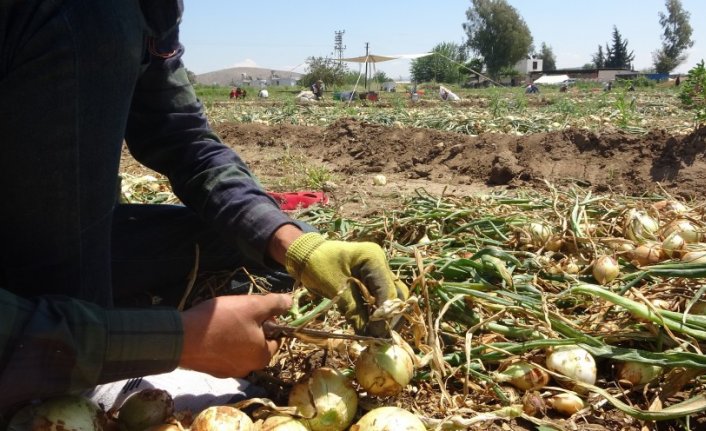 Soğan tarlada 9-10 lira seviyesine düştü! "Parayı marketler kazanıyor"