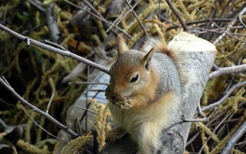 Bursa'da Kaçak Sincaplara El Konuldu