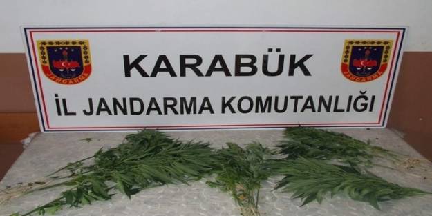 Jandarmadan Kenevir Operasyonu