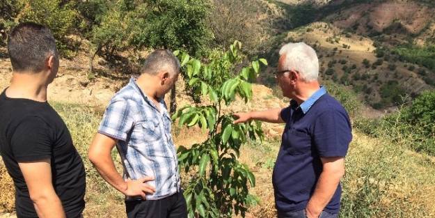 Şebinkarahisar’da Şebin Cevizi'nin Yerini Amerikan Chandler Cevizi Almaya Başladı