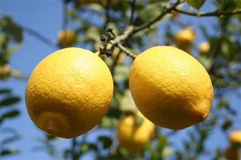 Limonun tane fiyatı rekora koşuyor