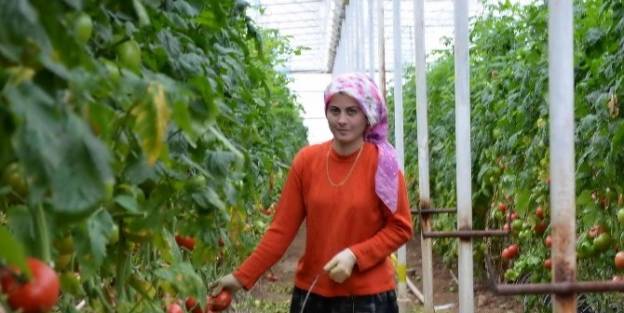 Seralarda Sıcak Suya Çeki Düzen Geliyor