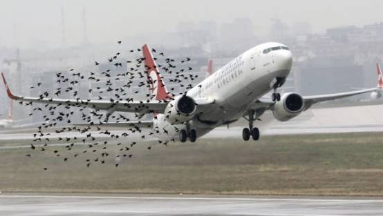 THY kuşlar için harekete geçti!