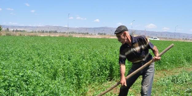 Yıllardır Tırpan Kullanarak Sağlıklı Kaldı